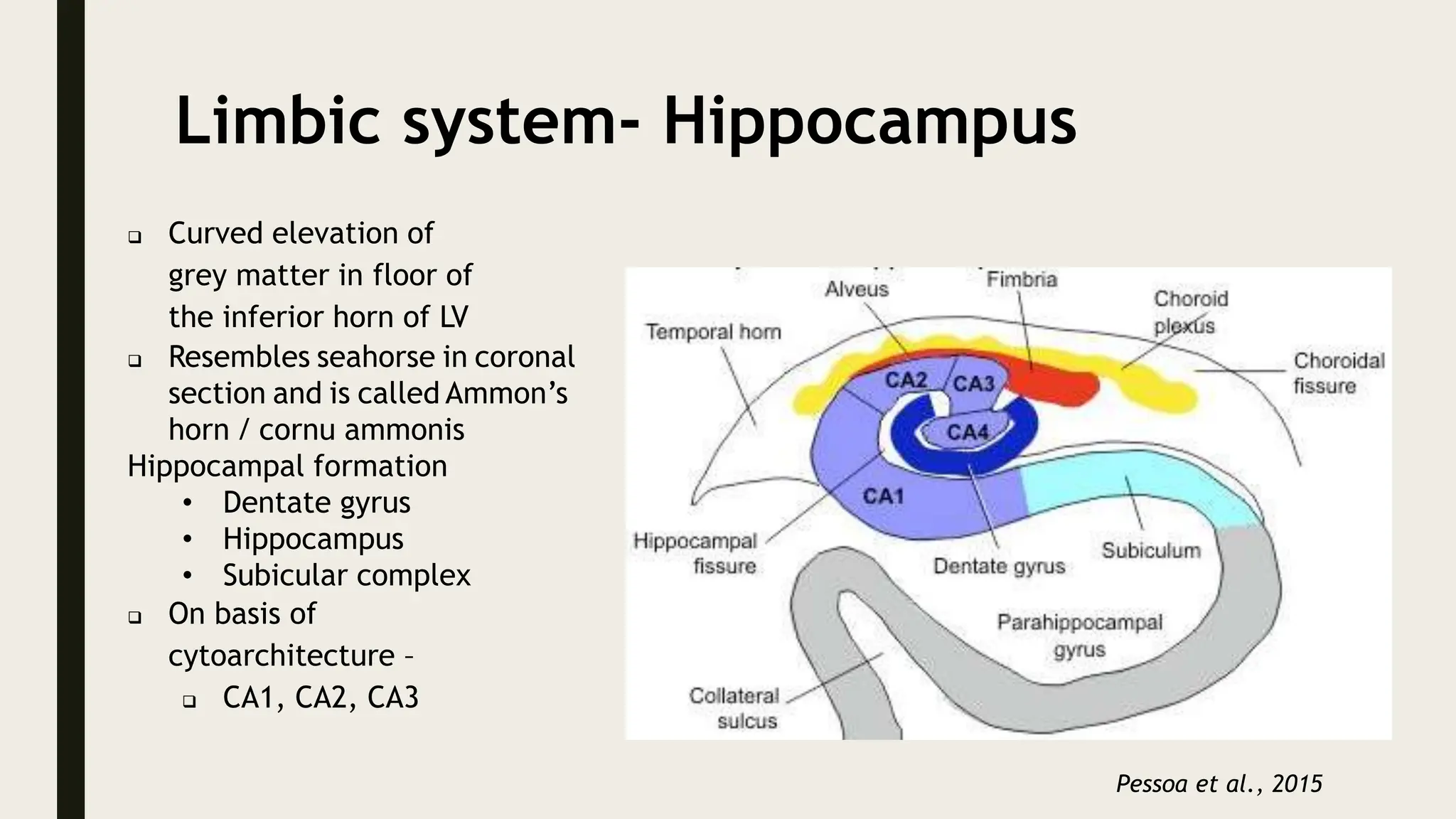 Limbic system- Hippocampus
 Curved elevation of
grey matter in floor of
the inferior horn of LV
 Resembles seahorse in coronal
section and is called Ammon’s
horn / cornu ammonis
Hippocampal formation
• Dentate gyrus
• Hippocampus
• Subicular complex
 On basis of
cytoarchitecture –
 CA1, CA2, CA3
Pessoa et al., 2015
 