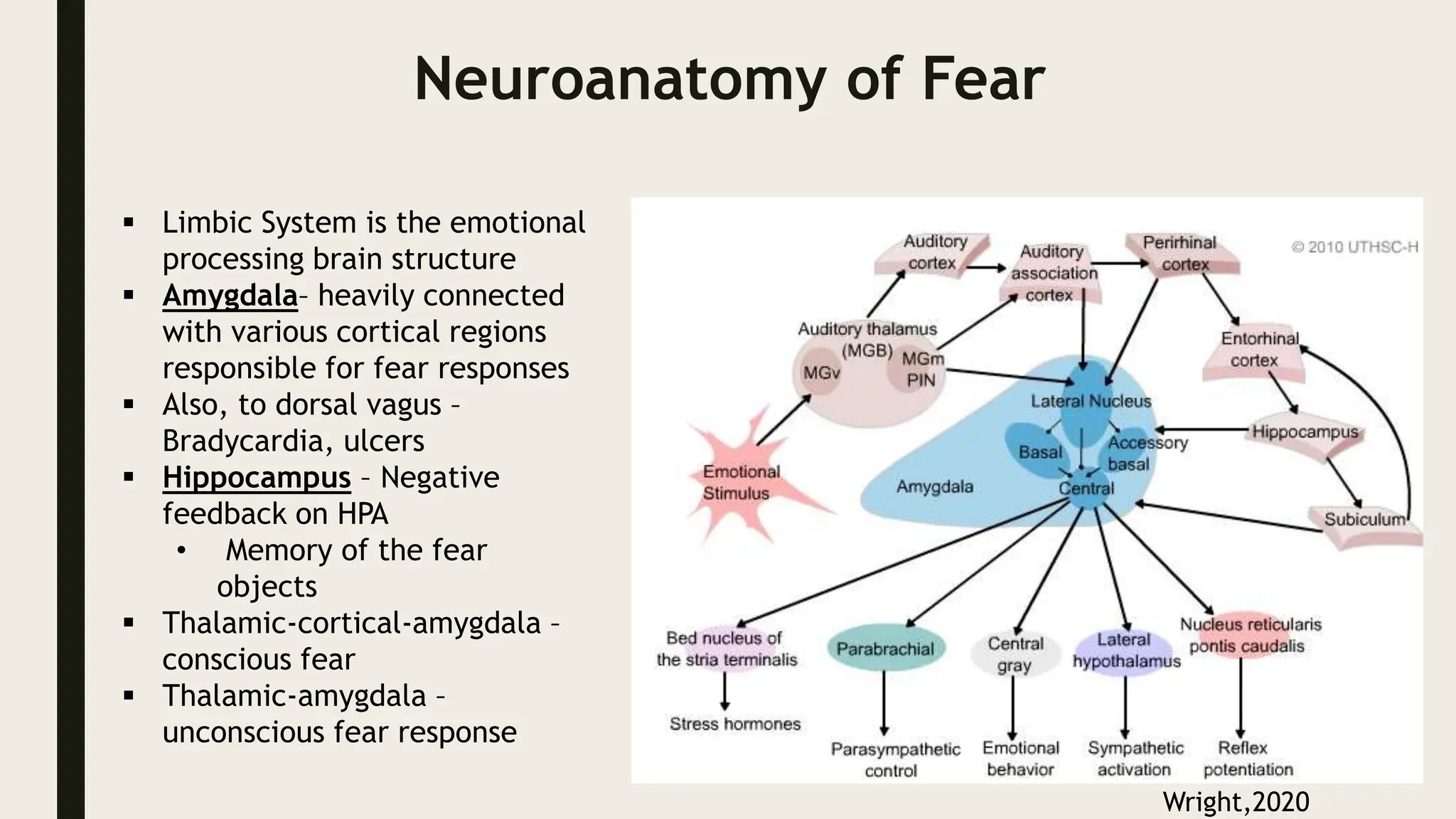 Neuroanatomy of Fear
 Limbic System is the emotional
processing brain structure
 Amygdala– heavily connected
with various cortical regions
responsible for fear responses
 Also, to dorsal vagus –
Bradycardia, ulcers
 Hippocampus – Negative
feedback on HPA
• Memory of the fear
objects
 Thalamic-cortical-amygdala –
conscious fear
 Thalamic-amygdala –
unconscious fear response
Wright,2020
 