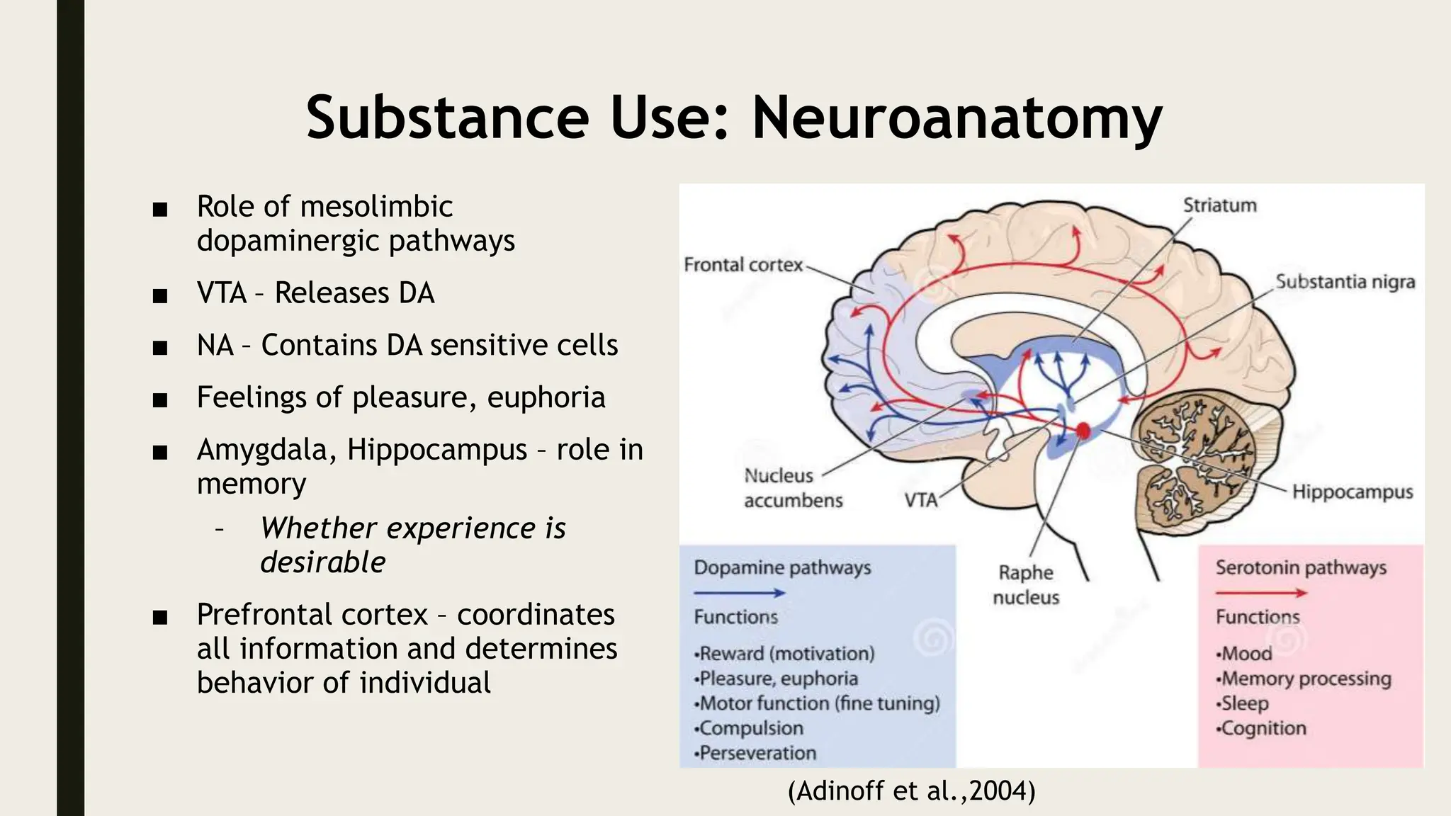 Substance Use: Neuroanatomy
■ Role of mesolimbic
dopaminergic pathways
■ VTA – Releases DA
■ NA – Contains DA sensitive cells
■ Feelings of pleasure, euphoria
■ Amygdala, Hippocampus – role in
memory
– Whether experience is
desirable
■ Prefrontal cortex – coordinates
all information and determines
behavior of individual
(Adinoff et al.,2004)
 