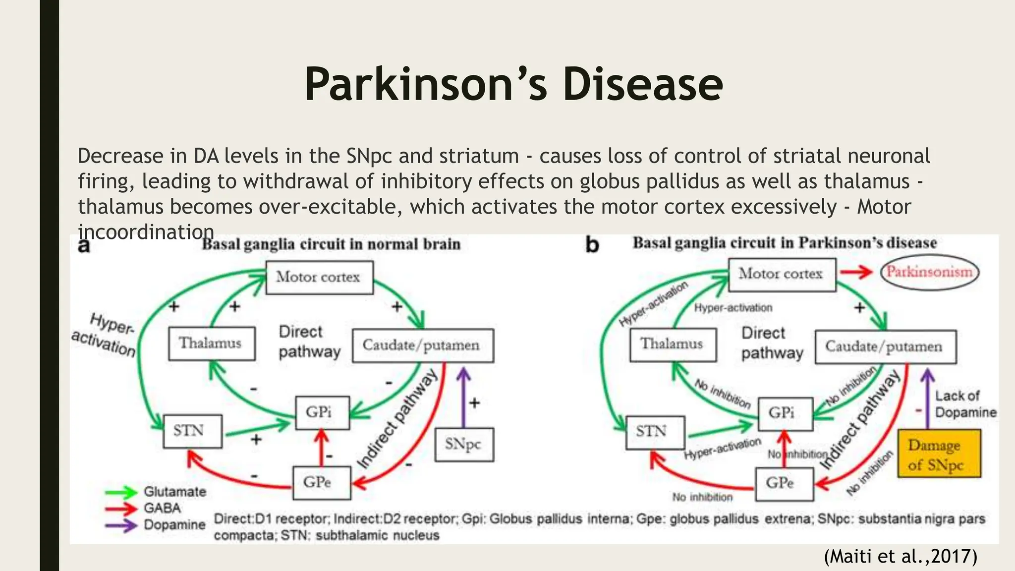 Parkinson’s Disease
(Maiti et al.,2017)
Decrease in DA levels in the SNpc and striatum - causes loss of control of striatal neuronal
firing, leading to withdrawal of inhibitory effects on globus pallidus as well as thalamus -
thalamus becomes over-excitable, which activates the motor cortex excessively - Motor
incoordination
 