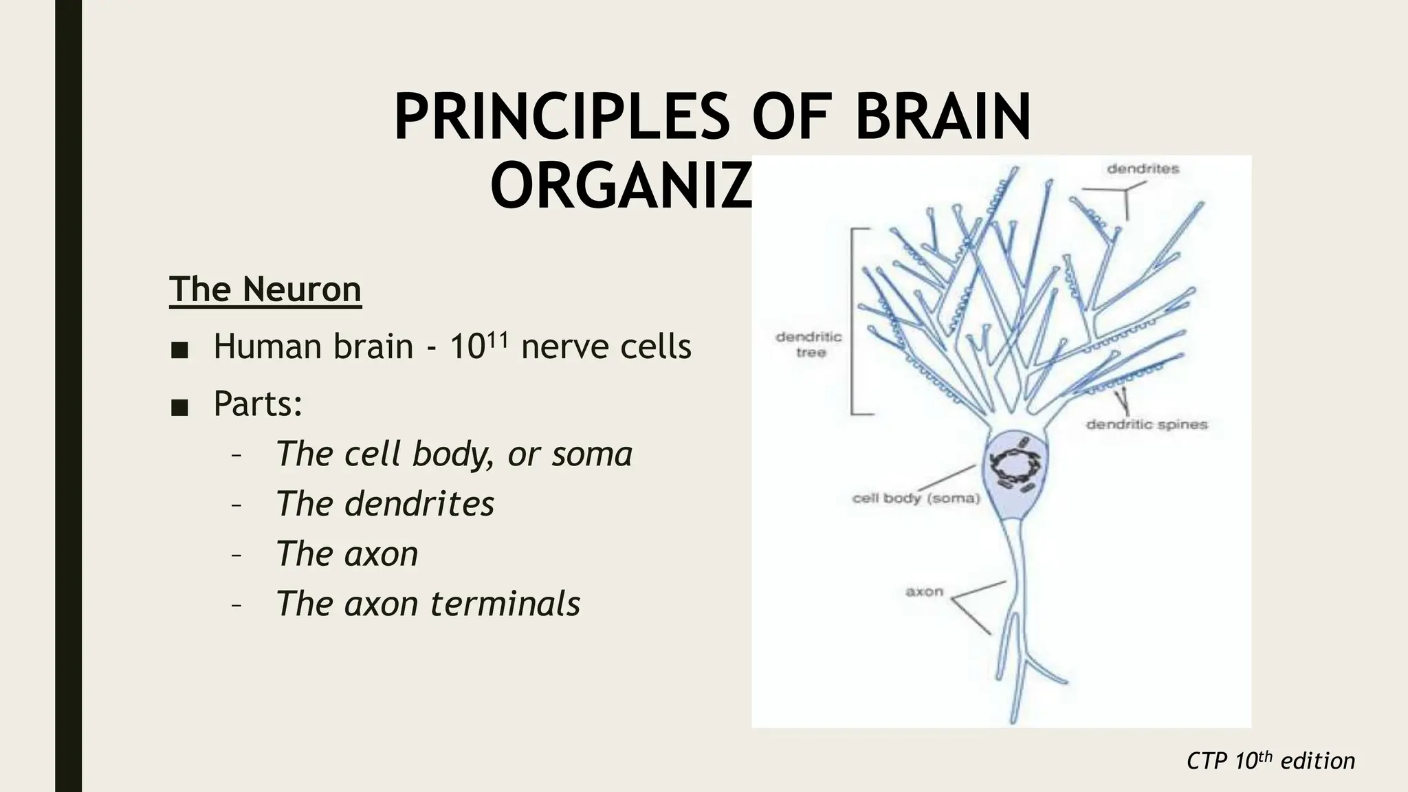 PRINCIPLES OF BRAIN
ORGANIZATION
The Neuron
■ Human brain - 1011 nerve cells
■ Parts:
– The cell body, or soma
– The dendrites
– The axon
– The axon terminals
CTP 10th edition
 