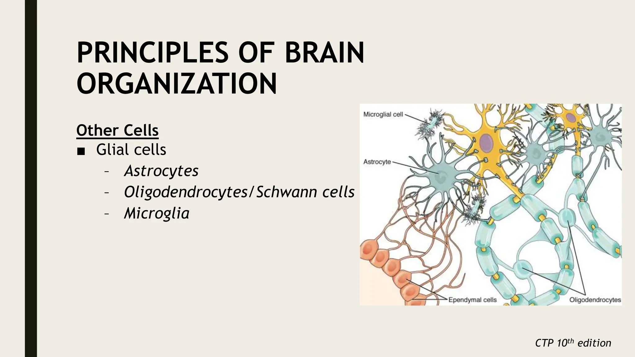 PRINCIPLES OF BRAIN
ORGANIZATION
Other Cells
■ Glial cells
– Astrocytes
– Oligodendrocytes/Schwann cells
– Microglia
CTP 10th edition
 