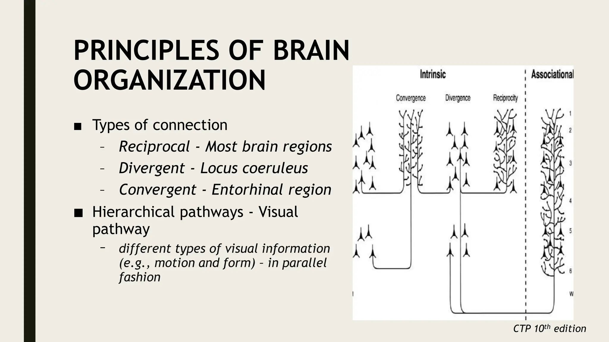 PRINCIPLES OF BRAIN
ORGANIZATION
■ Types of connection
– Reciprocal - Most brain regions
– Divergent - Locus coeruleus
– Convergent - Entorhinal region
■ Hierarchical pathways - Visual
pathway
– different types of visual information
(e.g., motion and form) – in parallel
fashion
CTP 10th edition
 
