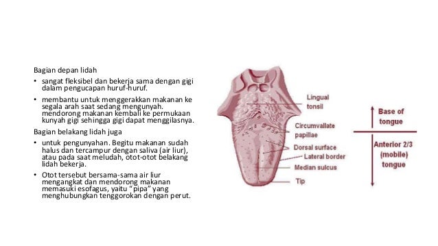 Anatomi Fisiologi Lidah