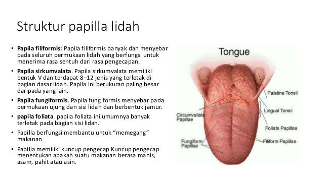 Anatomi & Fisiologi Lidah