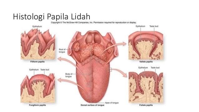 Anatomi Fisiologi Gigi Pdf Anatomi Fisiologi Gigi Pdf