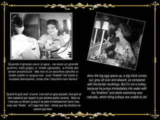 Quando il grosso uovo si apre , ne esce un grande pulcino, tutto grigio, e  molto sgraziato,  a fronte dei  teneri anatroccoli . Ma non è un tacchino perché si butta subito in acqua con  suoi “fratelli” ed inizia a nuotare benissimo, cosa che i tacchini non fanno! Quand le gros oeuf  s’ouvre, il en sort un gros poussin, tout gris et très maladroit par rapport à ses tendres petits canards.  Mais ce n’est pas un dindon puisqu’il se jette immédiatement dans l’eau avec ses “frerès”,  et il nage très bien - chose que les dindons ne savent pas faire.  When  the big egg opens up, a big chick comes out, grey all over and akward, as compared with the tender ducklings. But it’s not a turkey, because he jumps immediately into water with his “brothers” and starts swimming very naturally, which thing turkeys are unable to do! 