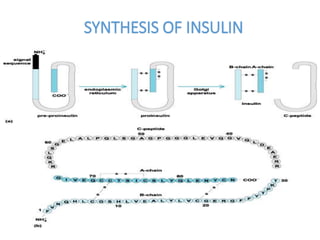 SYNTHESIS OF INSULIN
 