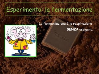 Esperimento: la fermentazione
La fermentazione è la respirazione
SENZA ossigeno.
 