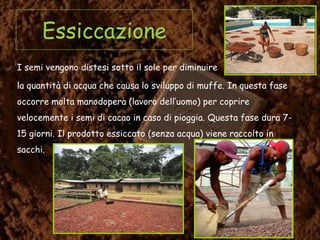 Essiccazione
I semi vengono distesi sotto il sole per diminuire
la quantità di acqua che causa lo sviluppo di muffe. In questa fase
occorre molta manodopera (lavoro dell’uomo) per coprire
velocemente i semi di cacao in caso di pioggia. Questa fase dura 7-
15 giorni. Il prodotto essiccato (senza acqua) viene raccolto in
sacchi.
 