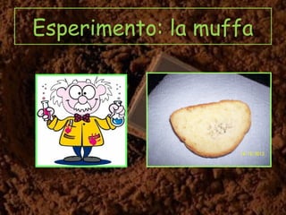 Esperimento: la muffa
 