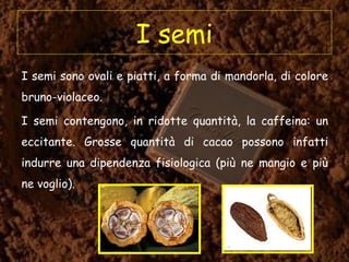 I semi
I semi sono ovali e piatti, a forma di mandorla, di colore
bruno-violaceo.
I semi contengono, in ridotte quantità, la caffeina: un
eccitante. Grosse quantità di cacao possono infatti
indurre una dipendenza fisiologica (più ne mangio e più
ne voglio).
 
