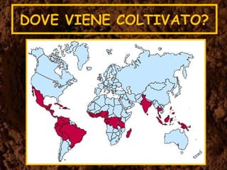DOVE VIENE COLTIVATO?
 