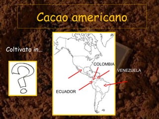 Cacao americano
Coltivato in…
ECUADOR
COLOMBIA
VENEZUELA
 