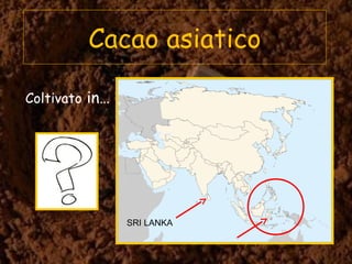 Cacao asiatico
Coltivato in…
SRI LANKA
 