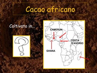 Cacao africano
Coltivato in…
GHANA
CAMERUN
COSTA
D’AVORIO
 
