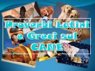 Proverbi Latini e Greci sul CANE 