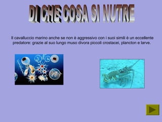 Il cavalluccio marino anche se non è aggressivo con i suoi simili è un eccellente
predatore: grazie al suo lungo muso divora piccoli crostacei, plancton e larve.
 