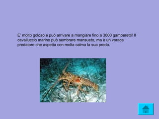 E’ molto goloso e può arrivare a mangiare fino a 3000 gamberetti! Il
cavalluccio marino può sembrare mansueto, ma è un vorace
predatore che aspetta con molta calma la sua preda.
 