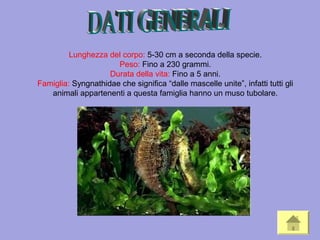 Lunghezza del corpo: 5-30 cm a seconda della specie.
Peso: Fino a 230 grammi.
Durata della vita: Fino a 5 anni.
Famiglia: Syngnathidae che significa “dalle mascelle unite”, infatti tutti gli
animali appartenenti a questa famiglia hanno un muso tubolare.
 