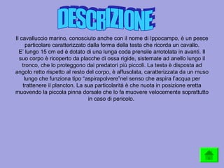 Il cavalluccio marino, conosciuto anche con il nome di Ippocampo, è un pesce
particolare caratterizzato dalla forma della testa che ricorda un cavallo.
E’ lungo 15 cm ed è dotato di una lunga coda prensile arrotolata in avanti. Il
suo corpo è ricoperto da placche di ossa rigide, sistemate ad anello lungo il
tronco, che lo proteggono dai predatori più piccoli. La testa è disposta ad
angolo retto rispetto al resto del corpo, è affusolata, caratterizzata da un muso
lungo che funziona tipo “aspirapolvere”nel senso che aspira l’acqua per
trattenere il plancton. La sua particolarità è che nuota in posizione eretta
muovendo la piccola pinna dorsale che lo fa muovere velocemente soprattutto
in caso di pericolo.
 