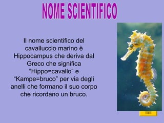 Il nome scientifico del
cavalluccio marino è
Hippocampus che deriva dal
Greco che significa
“Hippo=cavallo” e
“Kampe=bruco” per via degli
anelli che formano il suo corpo
che ricordano un bruco.
 