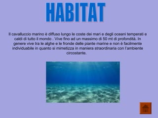 Il cavalluccio marino è diffuso lungo le coste dei mari e degli oceani temperati e
caldi di tutto il mondo . Vive fino ad un massimo di 50 mt di profondità. In
genere vive tra le alghe e le fronde delle piante marine e non è facilmente
individuabile in quanto si mimetizza in maniera straordinaria con l’ambiente
circostante.
 