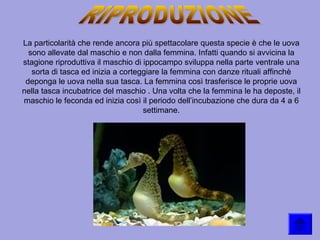 La particolarità che rende ancora più spettacolare questa specie è che le uova
sono allevate dal maschio e non dalla femmina. Infatti quando si avvicina la
stagione riproduttiva il maschio di ippocampo sviluppa nella parte ventrale una
sorta di tasca ed inizia a corteggiare la femmina con danze rituali affinchè
deponga le uova nella sua tasca. La femmina così trasferisce le proprie uova
nella tasca incubatrice del maschio . Una volta che la femmina le ha deposte, il
maschio le feconda ed inizia così il periodo dell’incubazione che dura da 4 a 6
settimane.
 