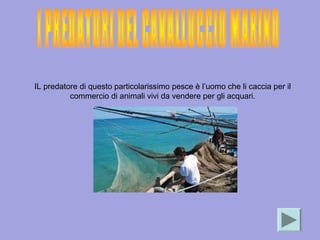 IL predatore di questo particolarissimo pesce è l’uomo che li caccia per il
commercio di animali vivi da vendere per gli acquari.
 