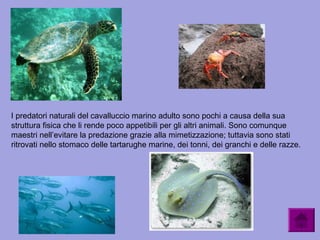 I predatori naturali del cavalluccio marino adulto sono pochi a causa della sua
struttura fisica che li rende poco appetibili per gli altri animali. Sono comunque
maestri nell’evitare la predazione grazie alla mimetizzazione; tuttavia sono stati
ritrovati nello stomaco delle tartarughe marine, dei tonni, dei granchi e delle razze.
 