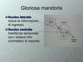Gloriosa mandorla
Nucleo laterale:
riceve le informazioni
di ingresso
Nucleo centrale:
interfaccia sensoriale
con i sistemi che
controllano le risposte

 