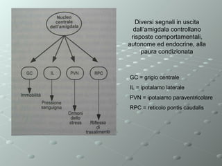 Diversi segnali in uscita
dall’amigdala controllano
risposte comportamentali,
autonome ed endocrine, alla
paura condizionata

GC = grigio centrale
IL = ipotalamo laterale
PVN = ipotalamo paraventricolare
RPC = reticolo pontis caudalis

 