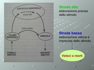 Strada alta
elaborazione precisa
dello stimolo

Strada bassa
elaborazione veloce e
imprecisa dello stimolo

Veloci o morti

 