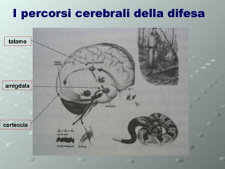 I percorsi cerebrali della difesa
talamo

amigdala

corteccia

 