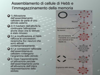 Assemblamento di cellule di Hebb e
l’immagazzinamento della memoria
1
1) Attivazione
dell’assemblamento
cellulare da parte di uno
stimolo esterno
2) Il riverbero dell’attività fa
continuare l’attivazione
anche dopo che lo stimolo
è stato rimosso
3) La modificazione di Hebb
rafforza le connessioni
reciproche fra i neuroni che
sono attivati
contemporaneamente
4) Le connessioni rafforzate
dell’assemblamento
cellulare contengono
l’engramma dello stimolo
5) Dopo l’apprendimento
un’attivazione parziale
dell’assemblamento porta
all’attivazione dell’intera
rappresentazione dello
stimolo

Neuroni

2

Connessioni reciproche
tra neuroni

3

Da una memoria
Transiente (2) si passa ad
Una memoria di tipo
Stabile (4)

4

5

Engramma dello stimolo

 