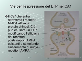 Vie per l’espressione del LTP nel CA1
Il Ca² che entra
attraverso i recettori
NMDA attiva la
protein-chinasi. Ciò
può causare un LTP
modificando l’efficacia
dei recettori
postsinaptici AMPA
esistenti o stimolando
l’inserimento di nuovi
recettori AMPA.

 