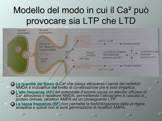 Modello del modo in cui il Ca² può
provocare sia LTP che LTD

La quantità del flusso di Ca² che passa attraverso i canali dei recettori
NMDA è indicatrice del livello di co-attivazione pre e post sinaptica.
L’alta frequenza (AF) del potenziale d’azione causa un elevato afflusso di
Ca² attraverso il recettore NMDA, permettendo l’attivazione a cascata di
protein-chinasi, recettori AMPA ed un conseguente LTP;
La bassa frequenza (BF) non permette la fosforilizzazione della proteina
sinaptica e quindi non si avrà gemmazione di recettori AMPA;

 