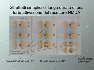 Gli effetti sinaptici di lunga durata di una
forte attivazione del recettore NMDA

Prima dell’induzione di LTP

Dopo l’induzione di LTP

Nuove sinapsi
Di contatto

 