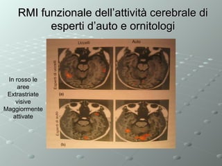 RMI funzionale dell’attività cerebrale di
esperti d’auto e ornitologi

In rosso le
aree
Extrastriate
visive
Maggiormente
attivate

 