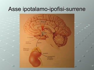 Asse ipotalamo-ipofisi-surrene

 