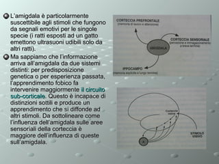 L’amigdala è particolarmente
suscettibile agli stimoli che fungono
da segnali emotivi per le singole
specie (i ratti esposti ad un gatto
emettono ultrasuoni udibili solo da
altri ratti).
Ma sappiamo che l’informazione
arriva all’amigdala da due sistemi
distinti: per predisposizione
genetica o per esperienza passata,
l’apprendimento fobico fa
intervenire maggiormente il circuito
sub-corticale. Questo è incapace di
distinzioni sottili e produce un
apprendimento che si diffonde ad
altri stimoli. Da sottolineare come
l’influenza dell’amigdala sulle aree
sensoriali della corteccia è
maggiore dell’influenza di queste
sull’amigdala.

 