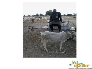 Quelques idées sur l’utilisation d’indicateurs fonciers dans le pastoralisme au Sénégal