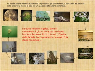 Il ciclo della catena alimentare | PPT