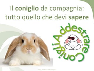 Il coniglio da compagnia:
tutto quello che devi sapere




          www.addestrareconigli.it
 