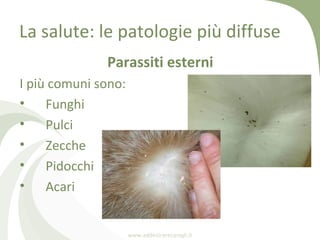 La salute: le patologie più diffuse
              Parassiti esterni
I più comuni sono:
• Funghi
• Pulci
• Zecche
• Pidocchi
• Acari


                     www.addestrareconigli.it
 