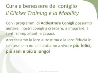 Cura e benessere del coniglio
il Clicker Training e la Mobility
Con i programmi di Addestrare Conigli possiamo
aiutare i n...
