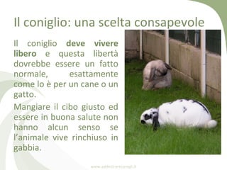 Il coniglio: una scelta consapevole
Il coniglio deve vivere
libero e questa libertà
dovrebbe essere un fatto
normale,     ...