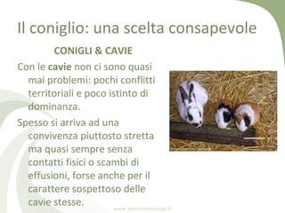 Il coniglio: una scelta consapevole
        CONIGLI & CAVIE
Con le cavie non ci sono quasi
  mai problemi: pochi conflitti...