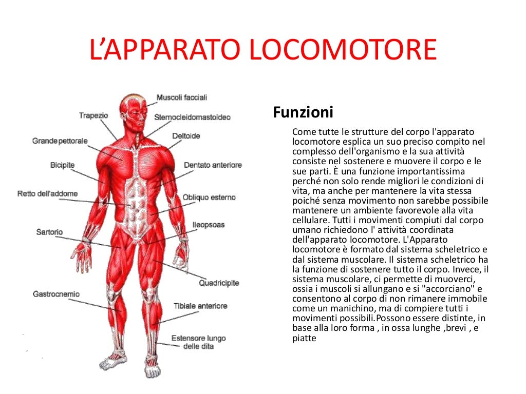 Come E Fatto Il Corpo Umano Il corpo umano