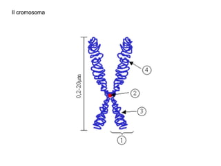 Il cromosoma 